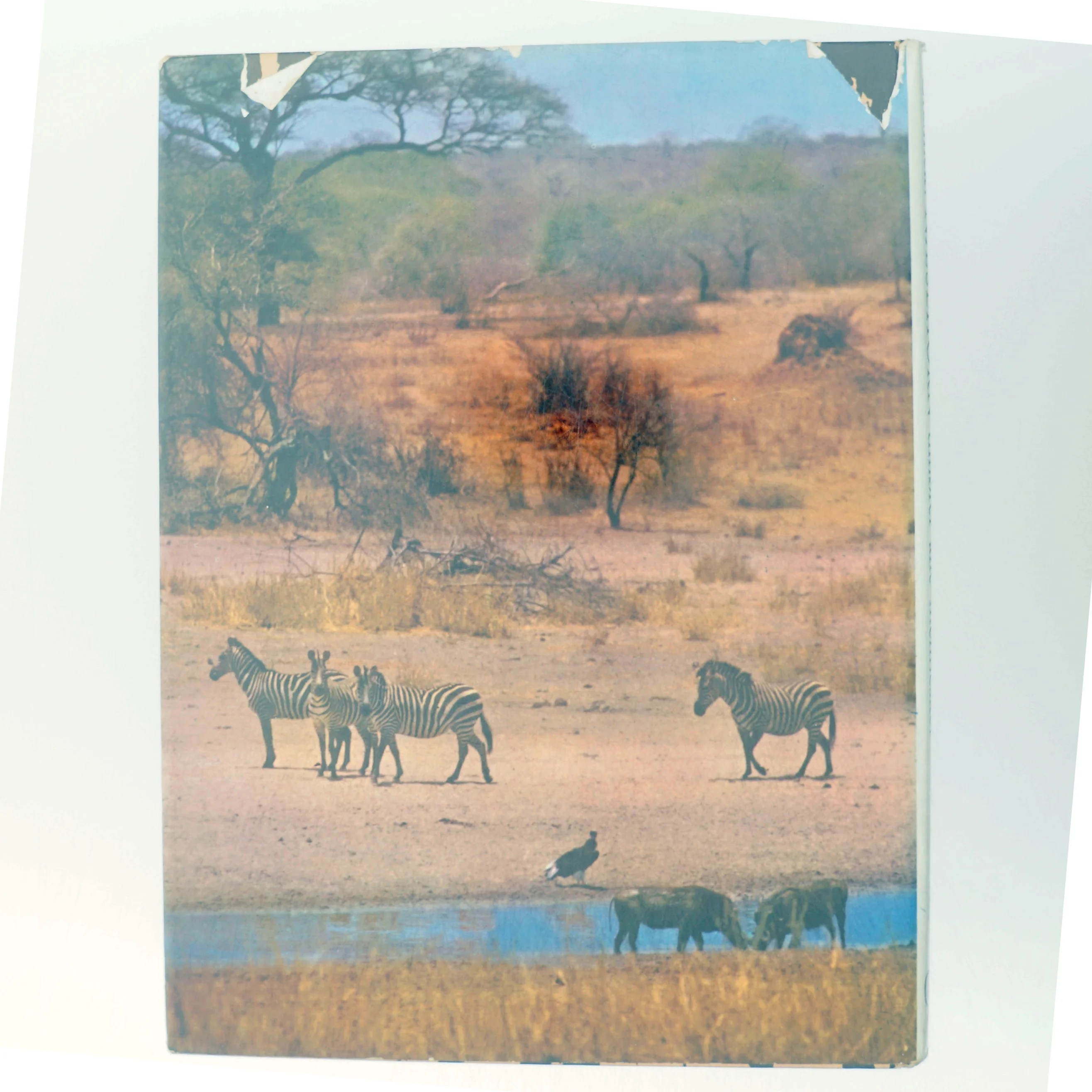 Næsehorn tilhører alle mennesker