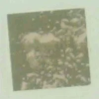 Grønt støv : roman af Sara Blædel (Bog)