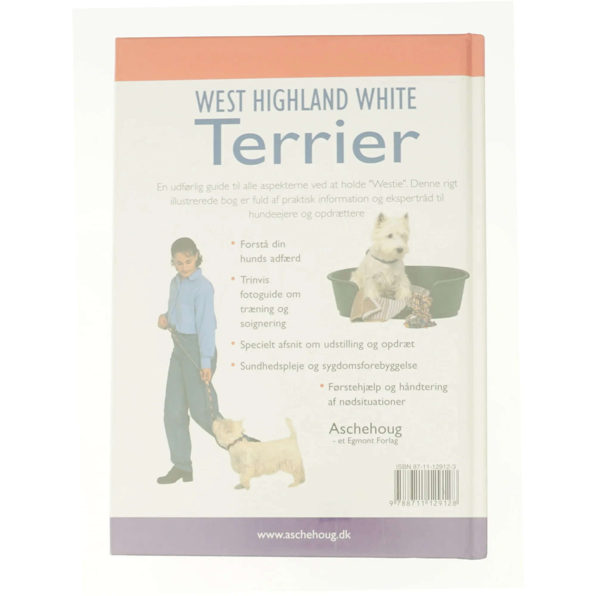 West hightland white terrier (bog)