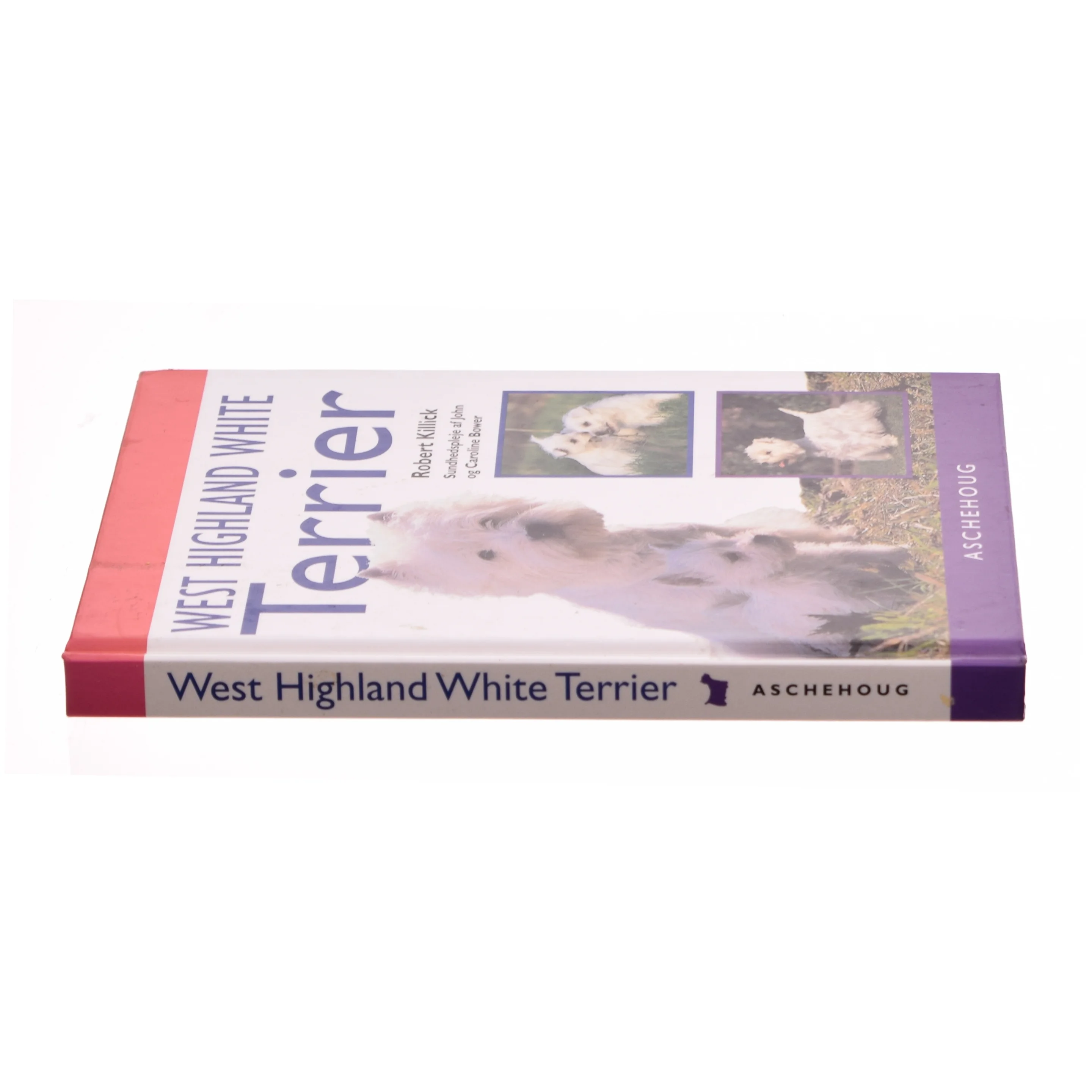 West hightland white terrier (bog)