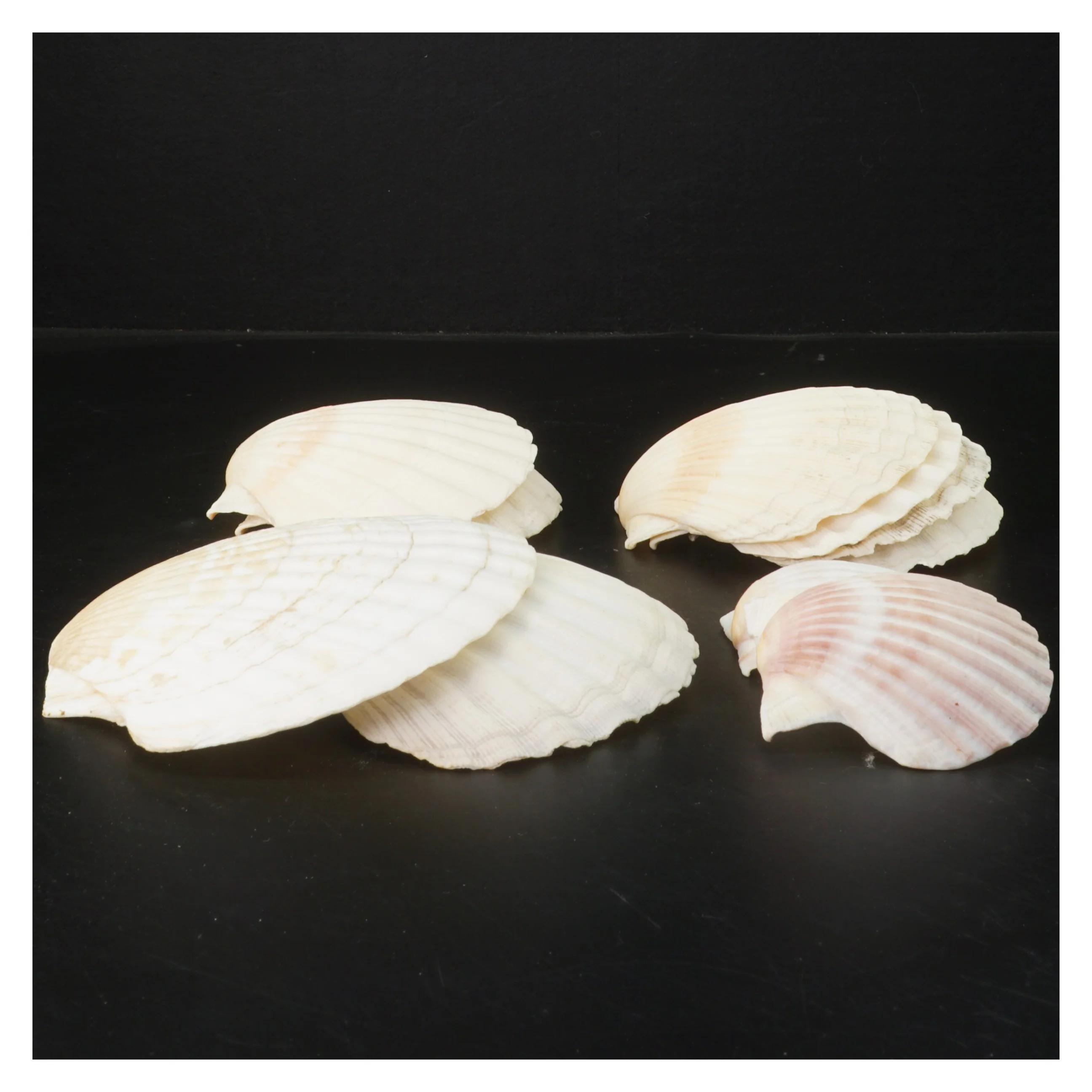 Dekorative muslingeskaller (str. 14-8 cm)