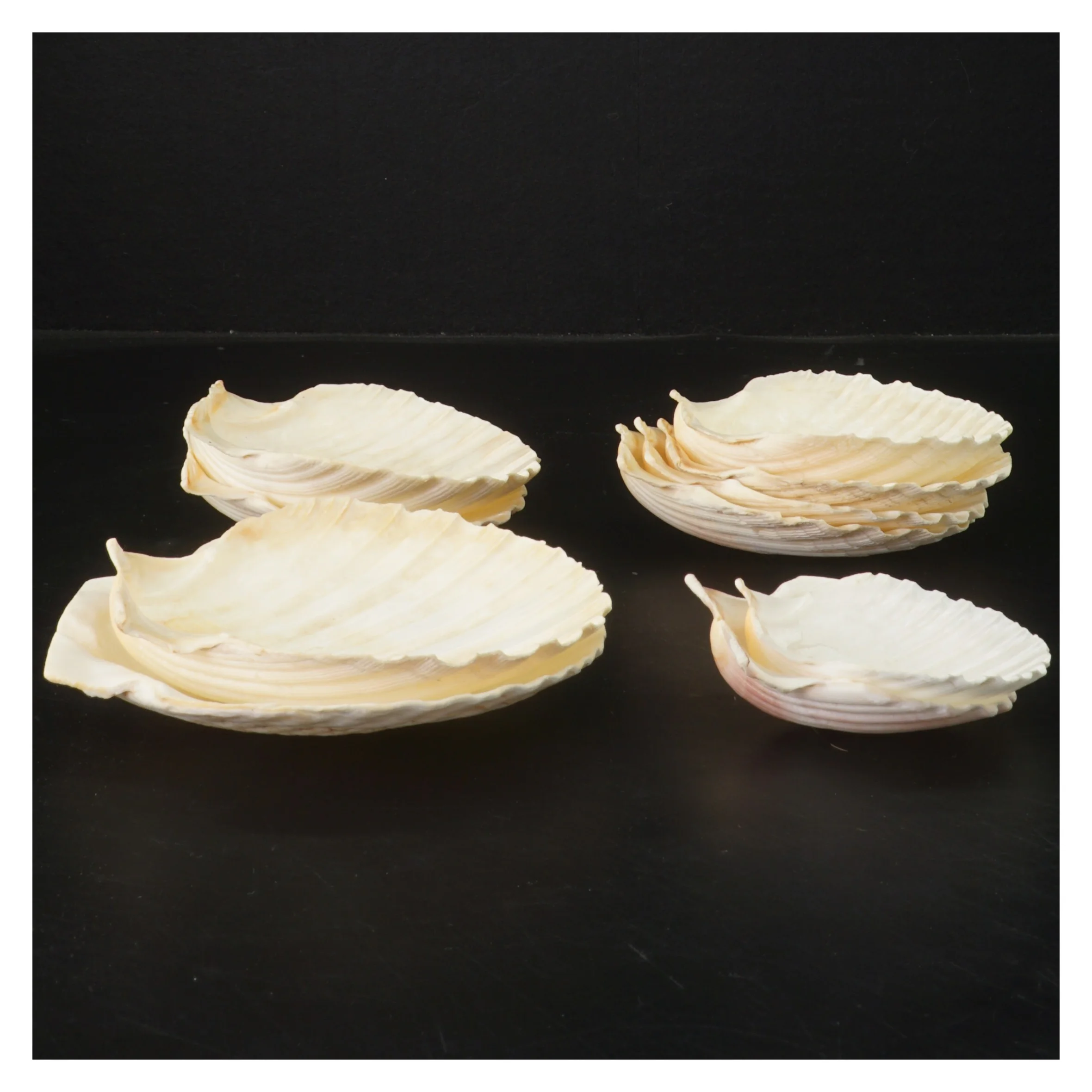 Dekorative muslingeskaller (str. 14-8 cm)