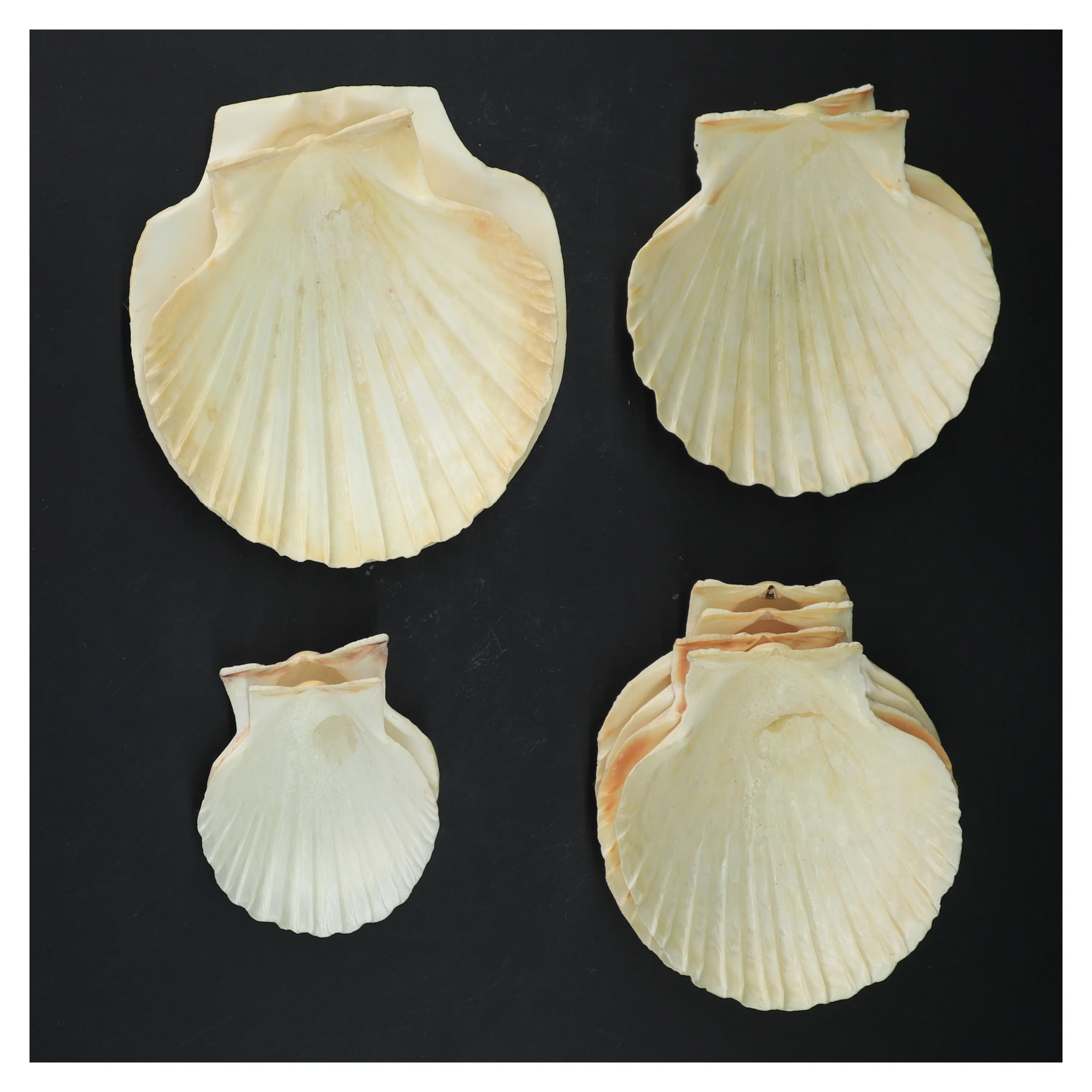 Dekorative muslingeskaller (str. 14-8 cm)