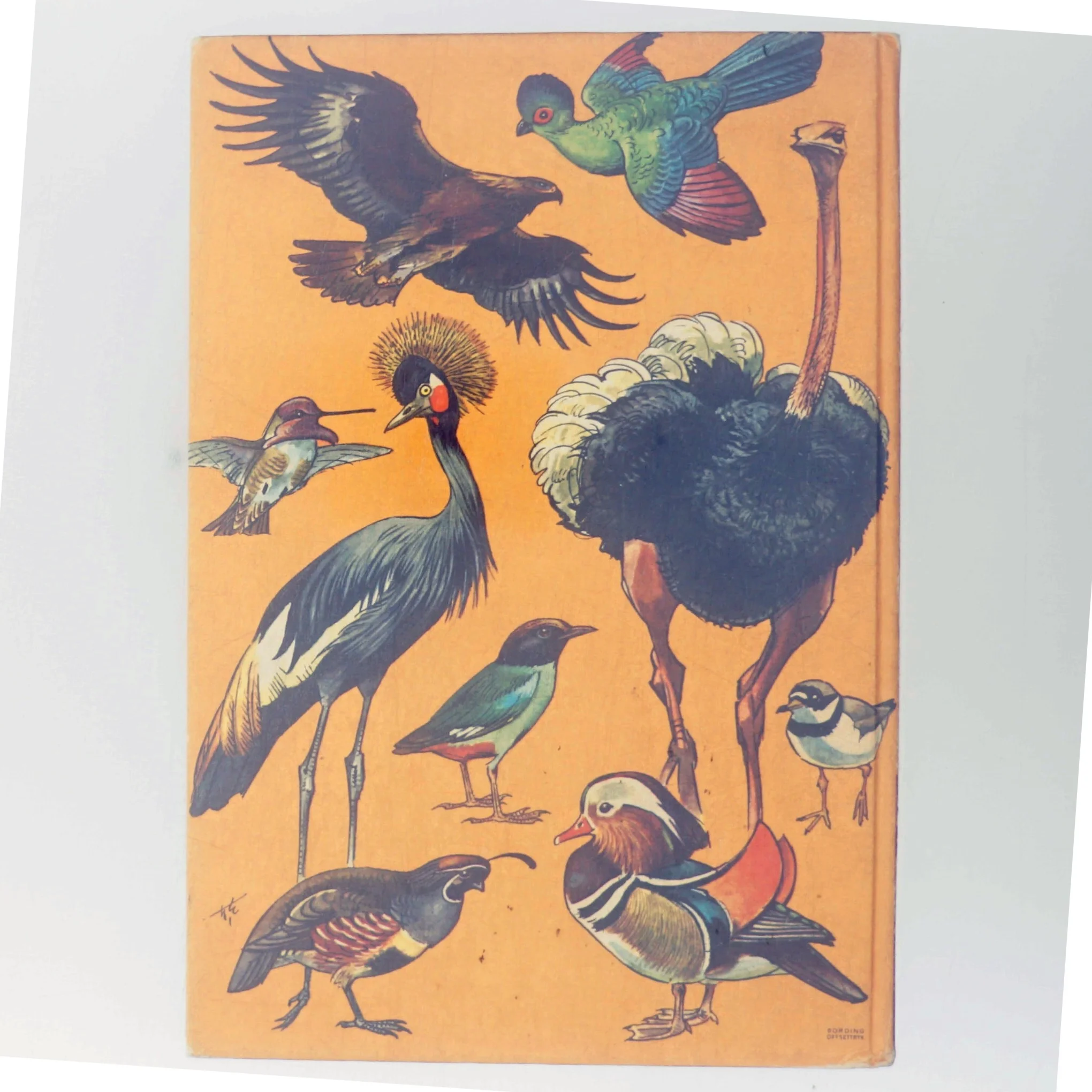 Alverdens fugle (Bog)