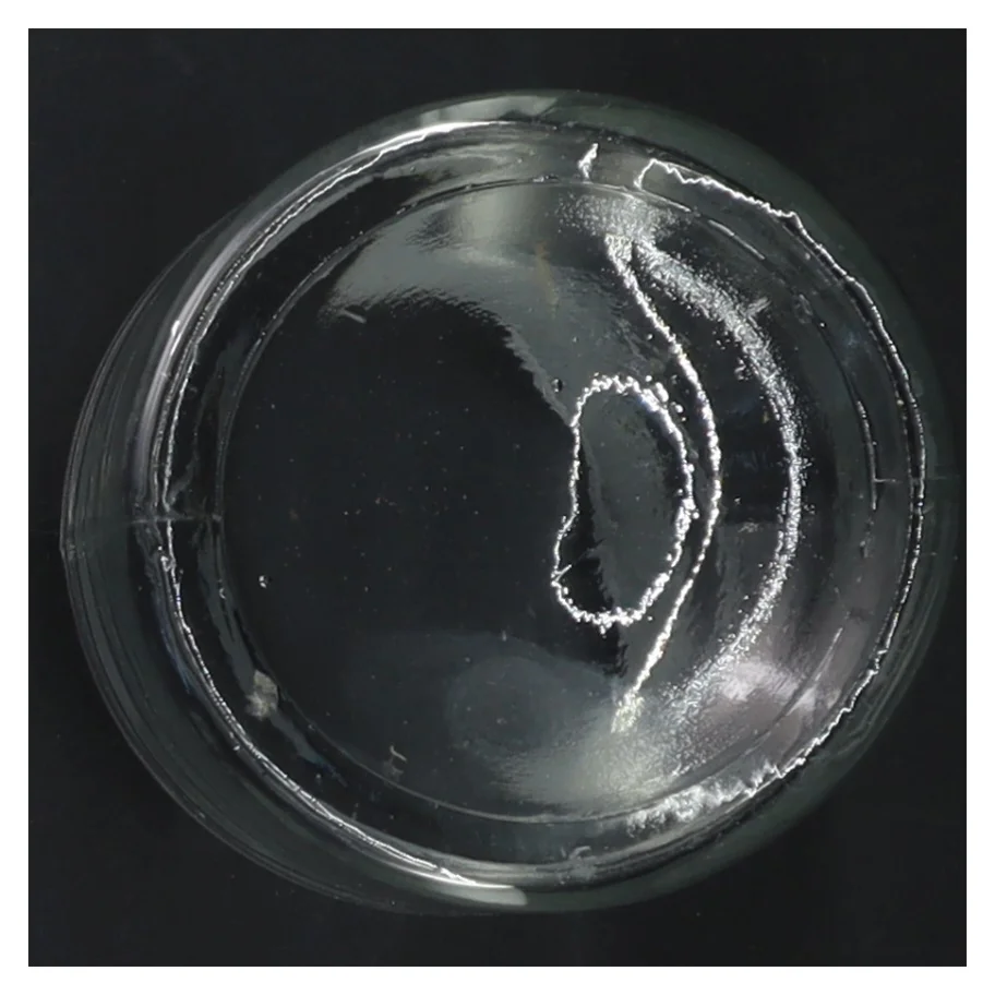 Glasbeholder med låg (str. 13 cm)