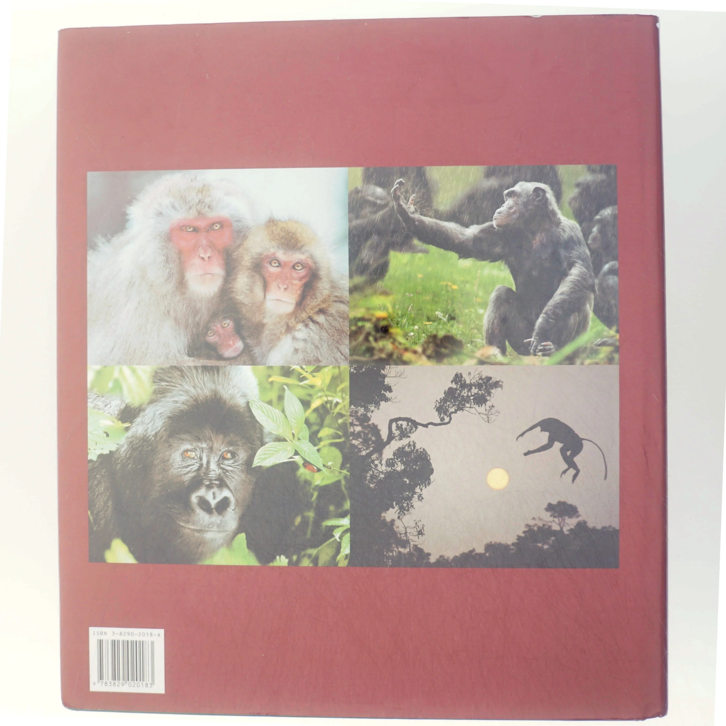 'Abernes fascinerende verden' af Steve Bloom (f. 1953) (bog)