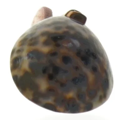 Træske med muslingeskal (str. 15 cm)