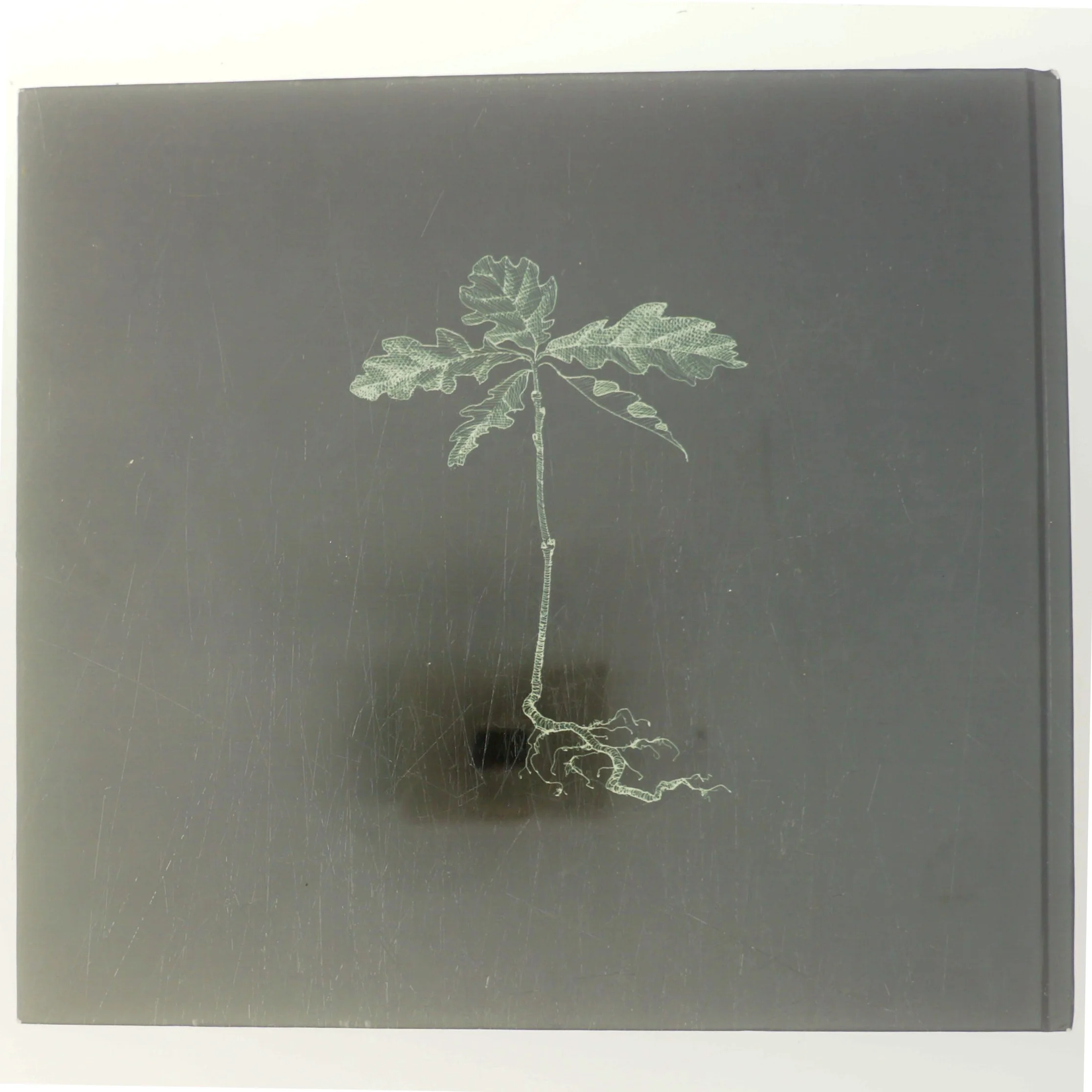 Naturen i Kulturen / Kulturen i Naturen af Rasmus Nielsen (Bog)