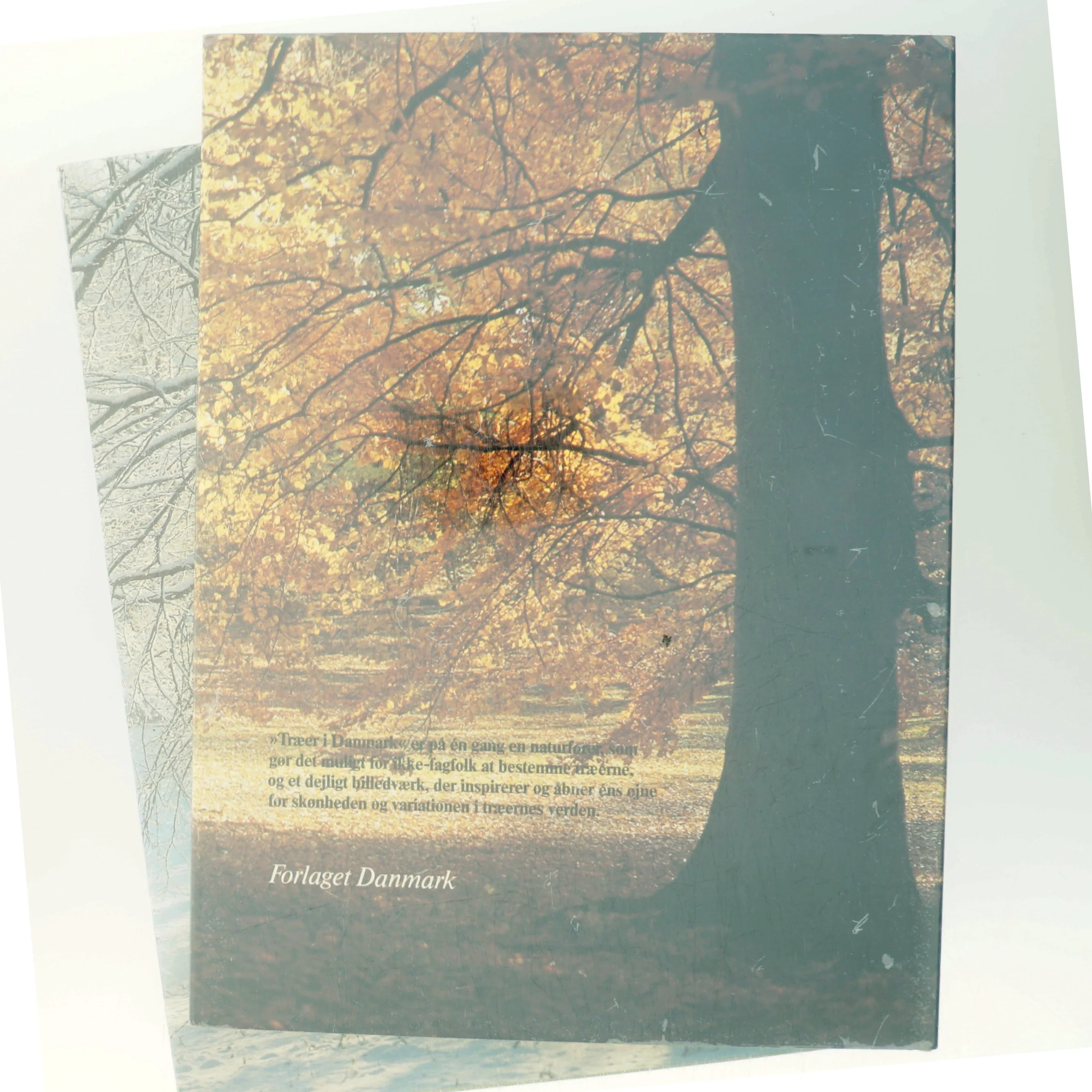 Træer i Danmark 1 af Roger Phillips (Bog)