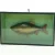 Biologiramme med udstoppet fisk (str. 35 x 21 cm)