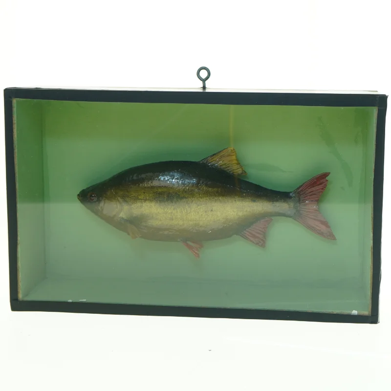 Biologiramme med udstoppet fisk (str. 35 x 21 cm)