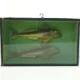 Biologikasse med udstoppede fisk (str. 37 x 12 cm)