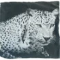 Pudebetræk med sneleopard (str. 60 x 57 cm)