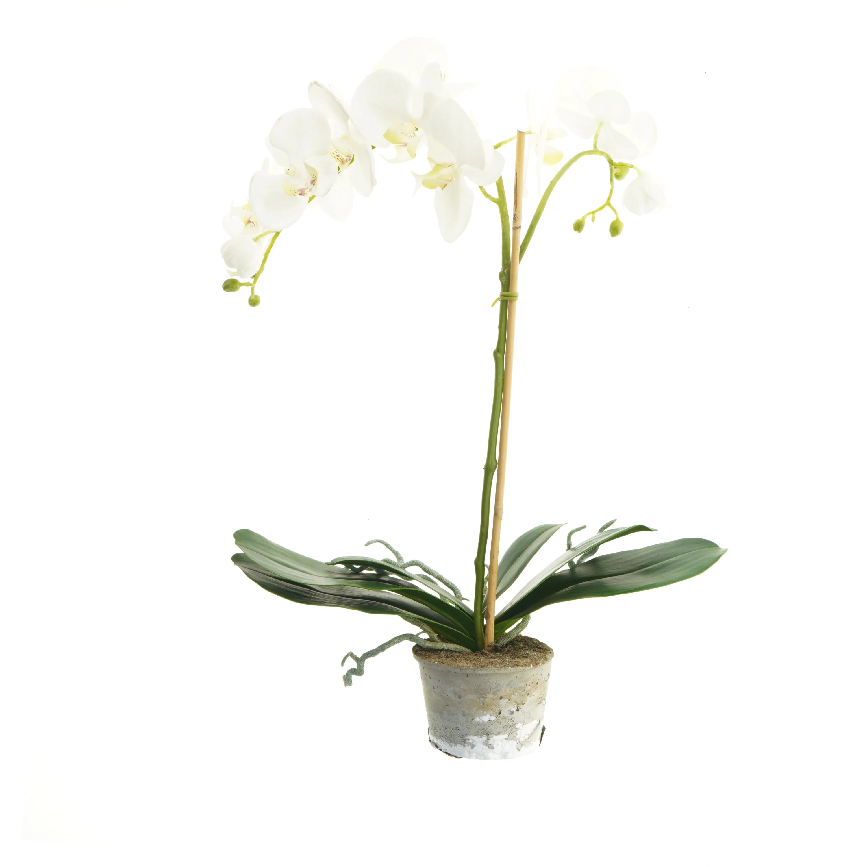 Orkidé i urtepotte (str. 55 cm)
