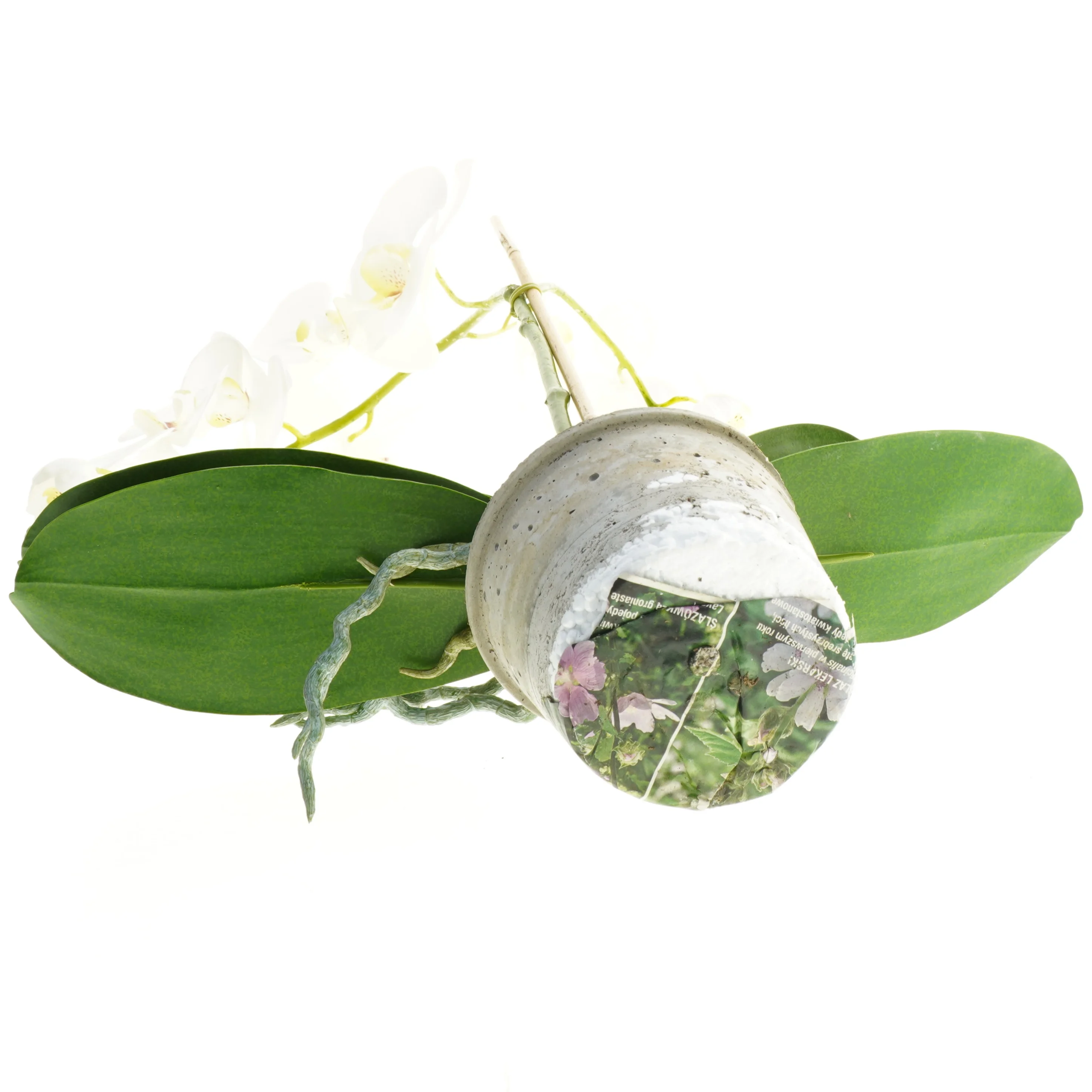 Orkidé i urtepotte (str. 55 cm)