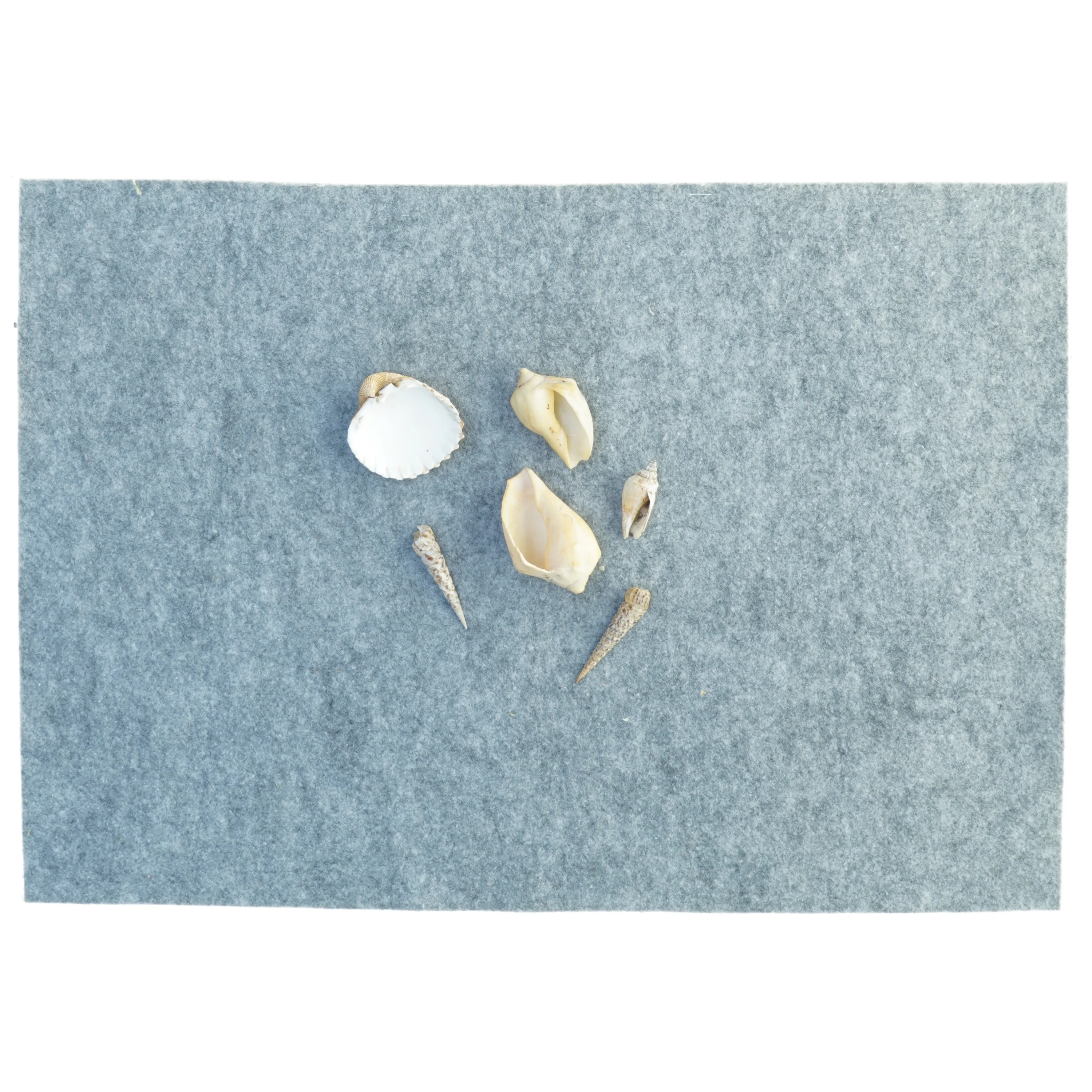 ægte konkylier Muslingeskaller