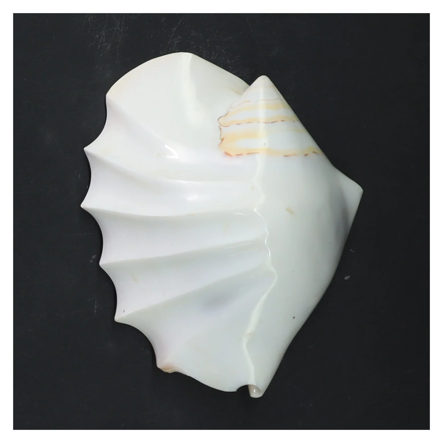 Dekorativ muslingeskal (str. 14x11x7 cm)