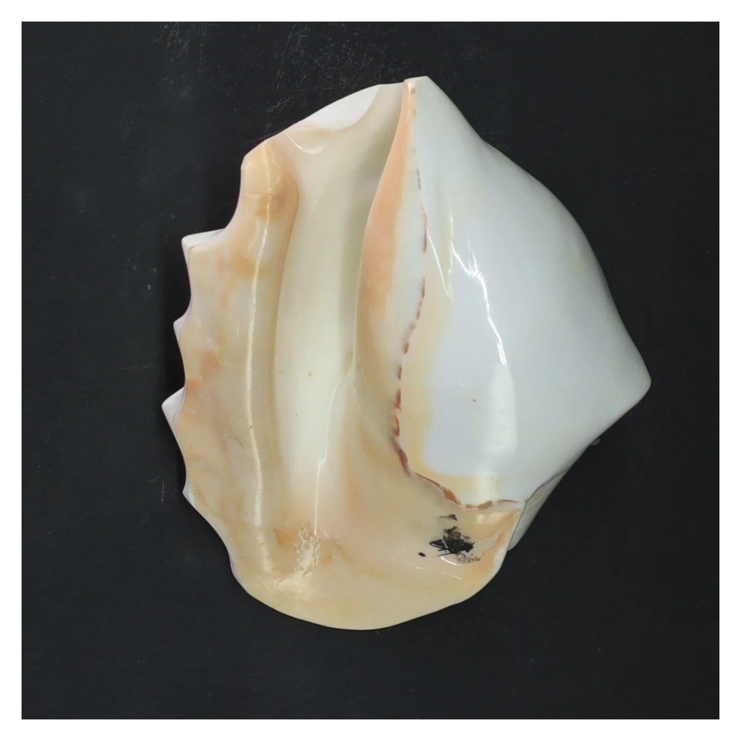 Dekorativ muslingeskal (str. 14x11x7 cm)