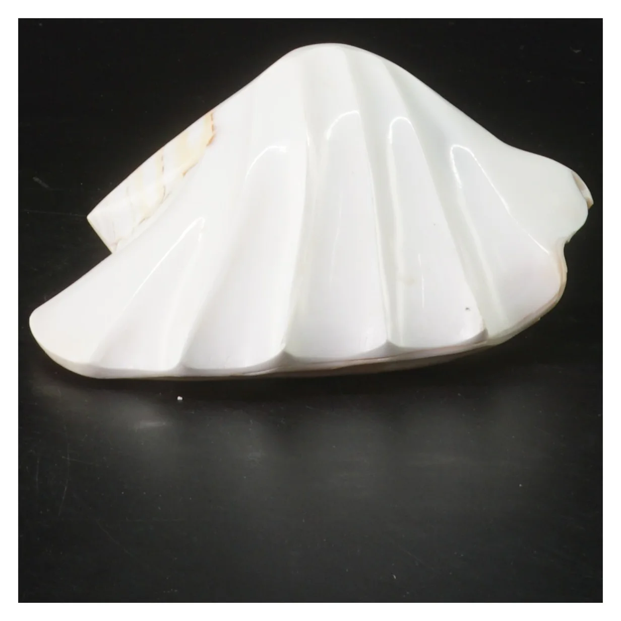 Dekorativ muslingeskal (str. 14x11x7 cm)