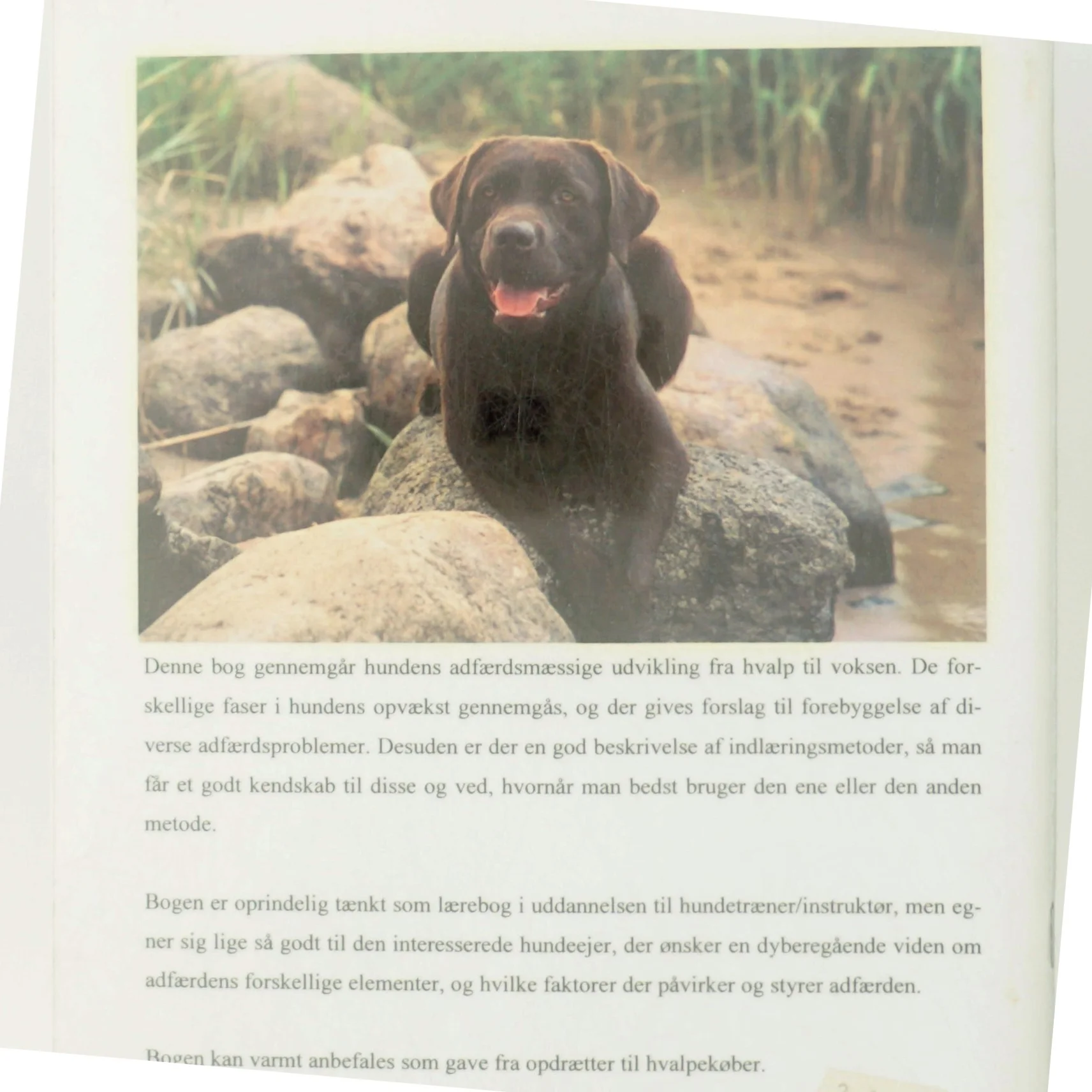 Fra hvalp til voksen af Hans Rosbjerg