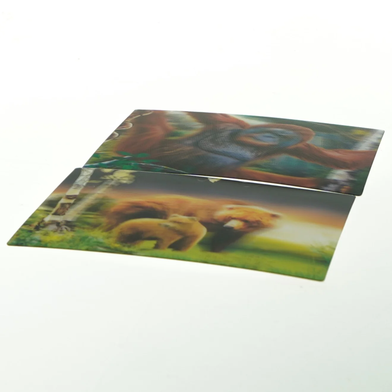 Postkort med dyremotiver fra Wild Republic (str. 15x10 cm)