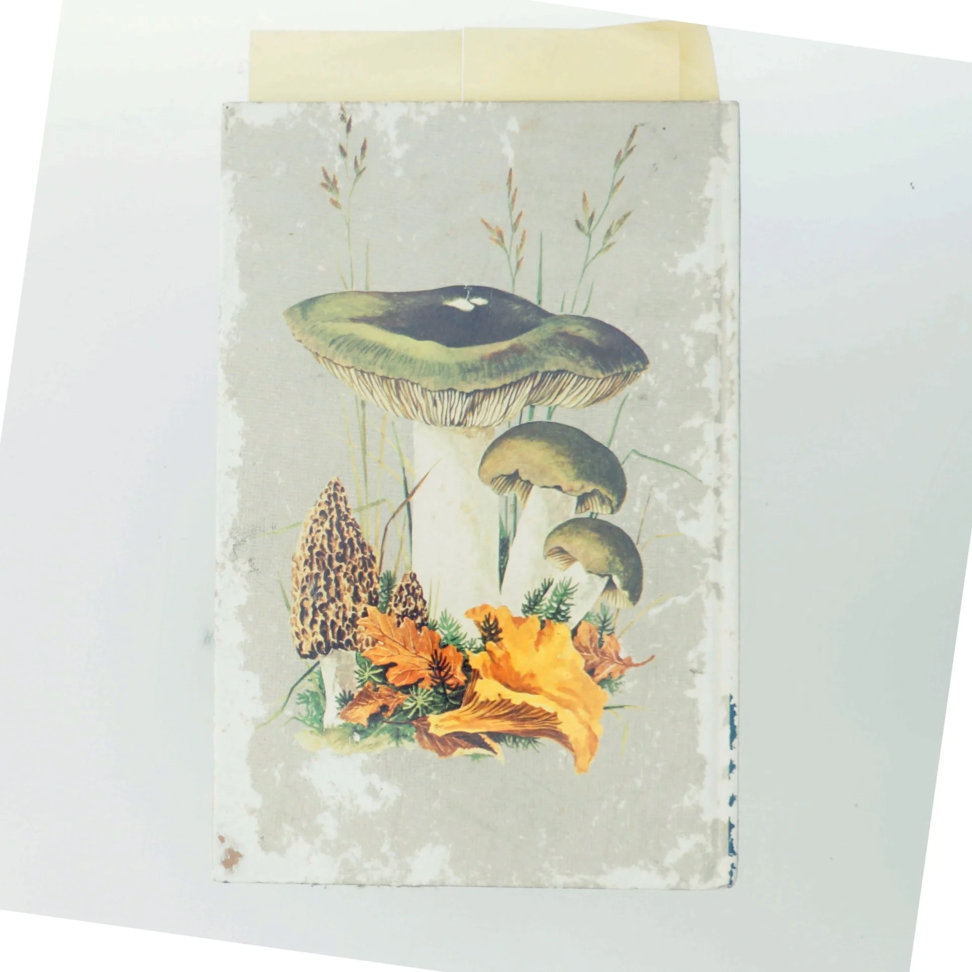 Madsvampe i farver af <Bog ikke angivet forfatter> (Bog)