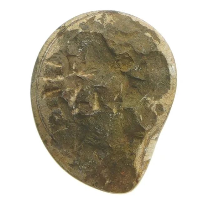 Poleret ammonit fossil (str. 7,5 cm)