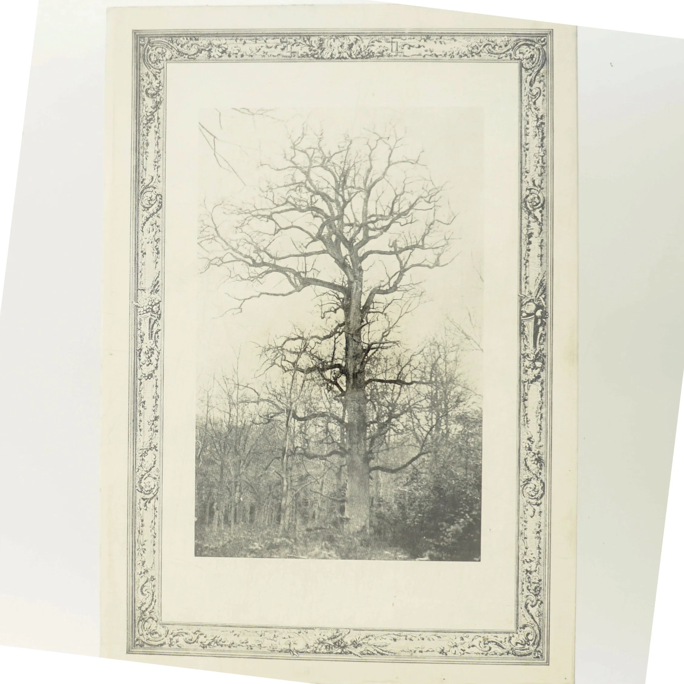 Hasselskoven af Holger Munk (Bog)