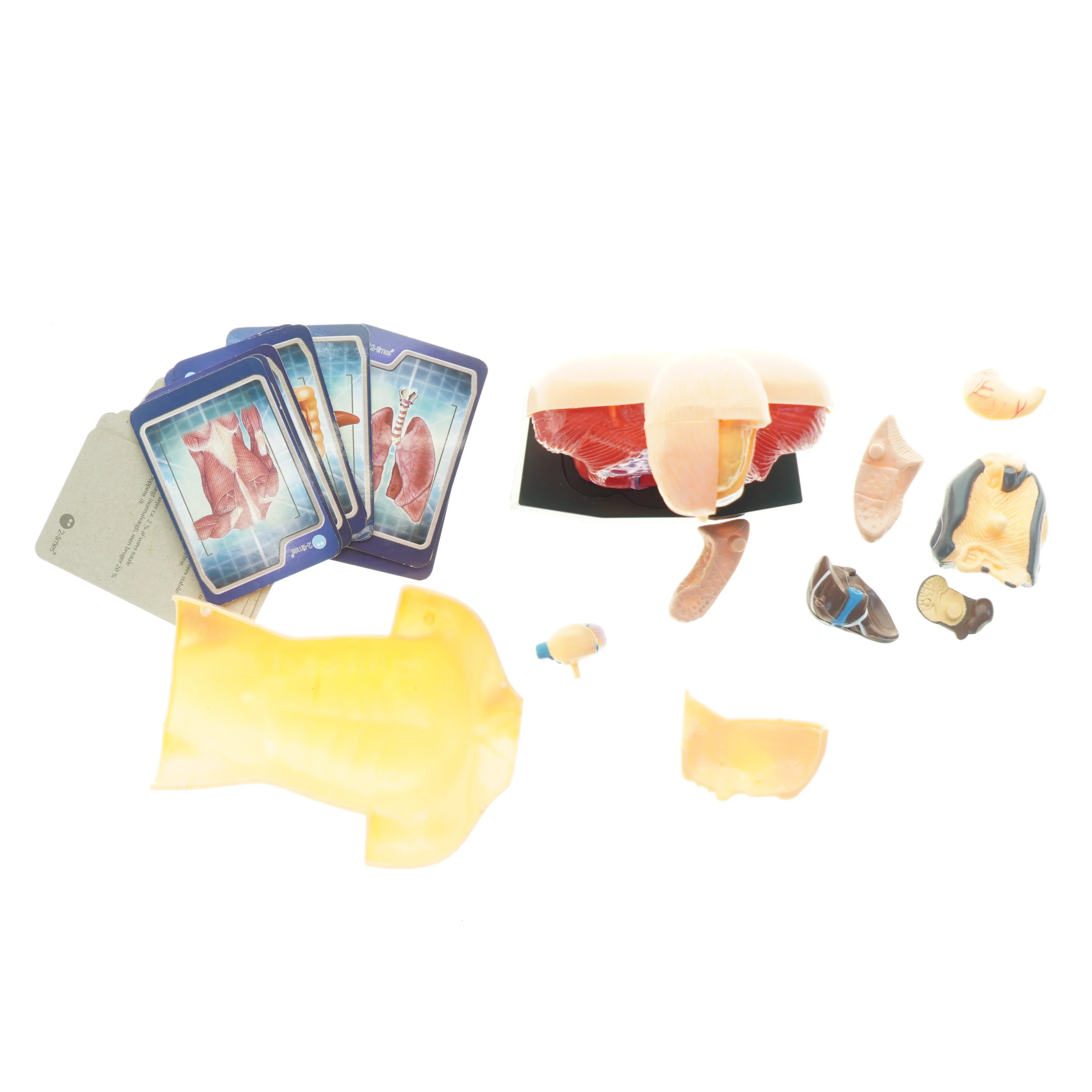 Menneskekropsmodel til undervisning (str. 24,5 x 13 x 8 cm)