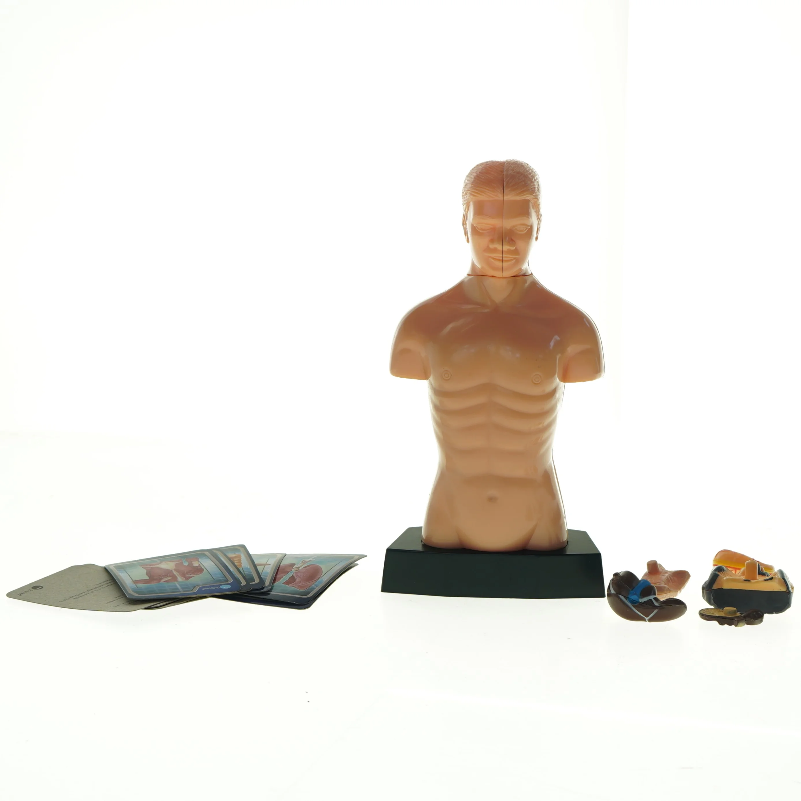 Menneskekropsmodel til undervisning (str. 24,5 x 13 x 8 cm)
