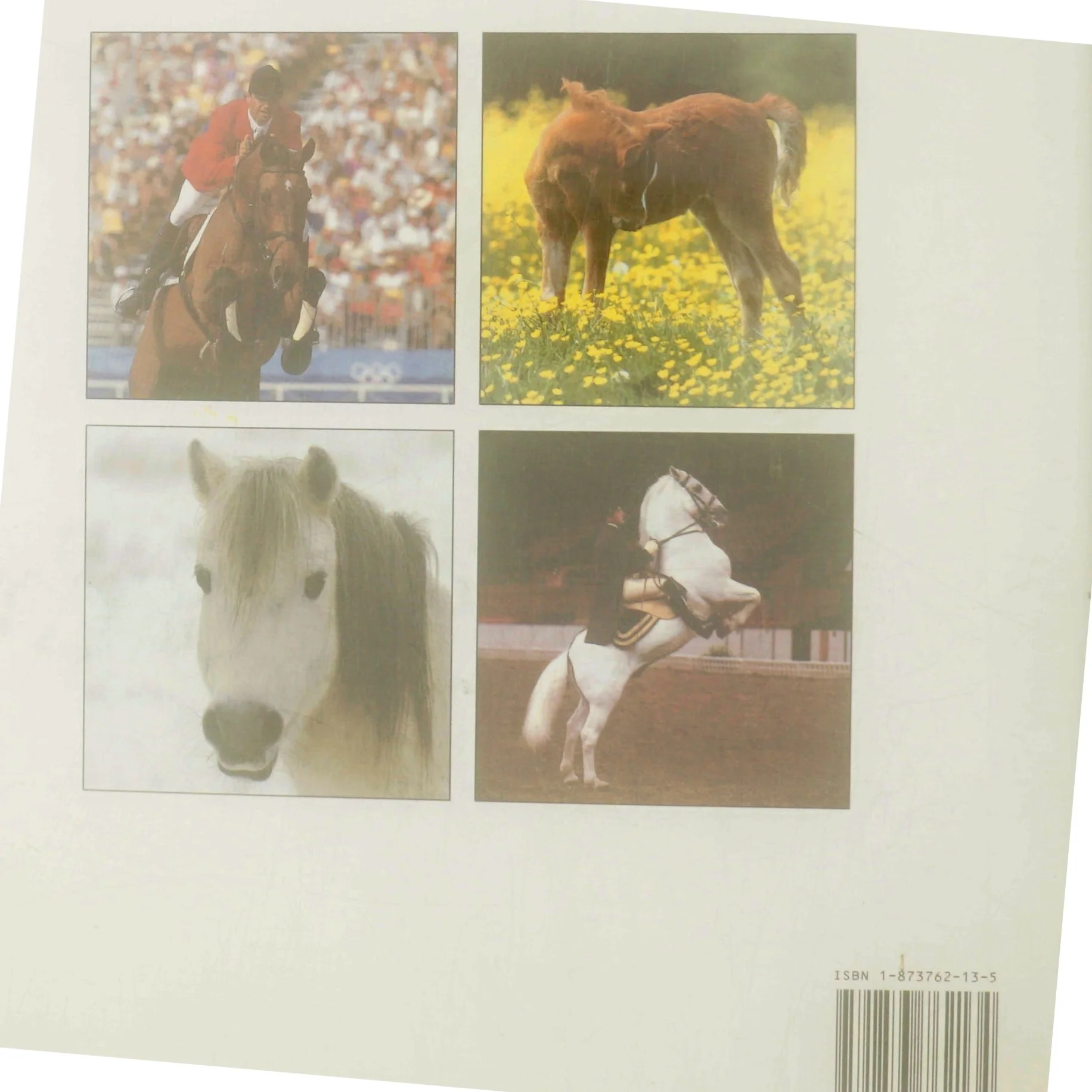 World of Horses af Angela Rixon (Bog)