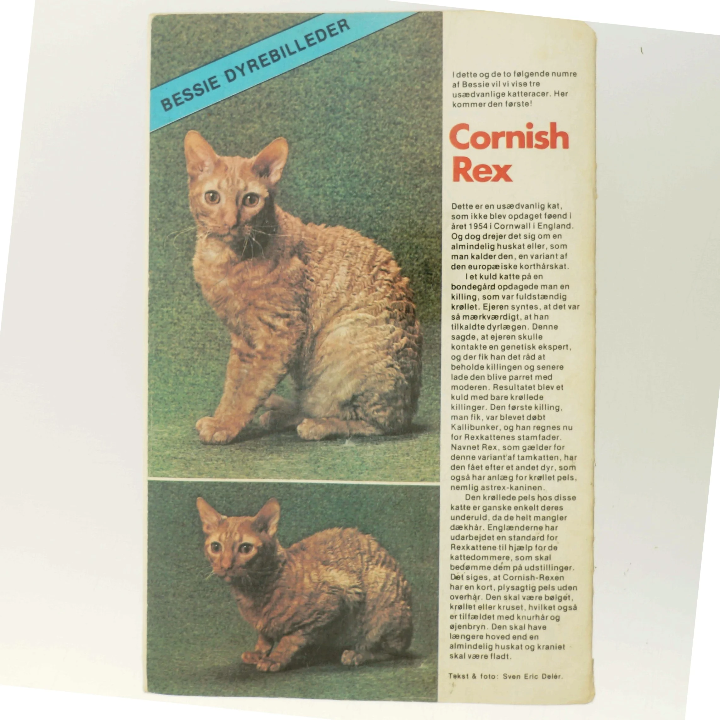 Bessie Sporhunden af <Bogens forfattere> (Bog)