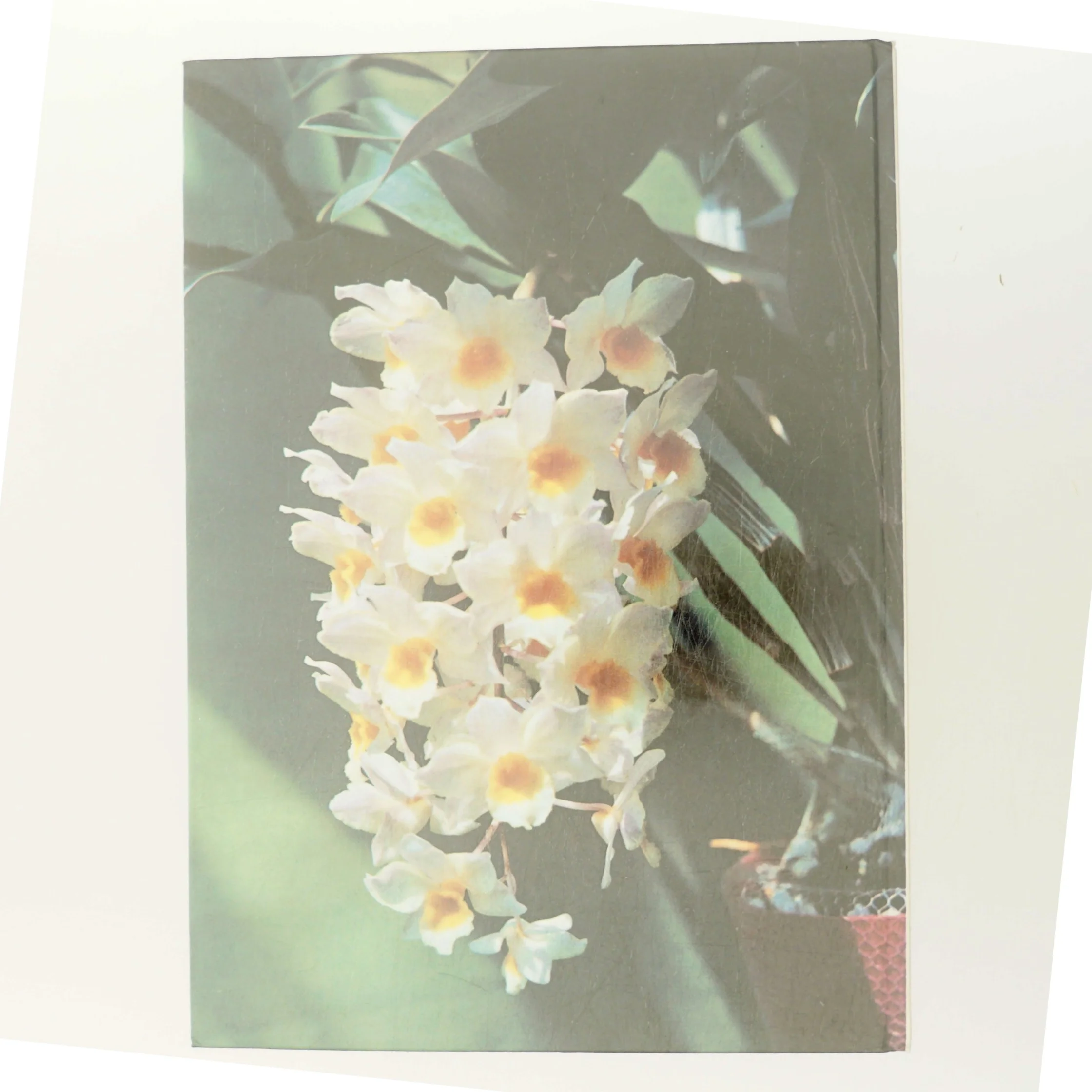 Alt om stueplanter: Orkidéer (Bog)