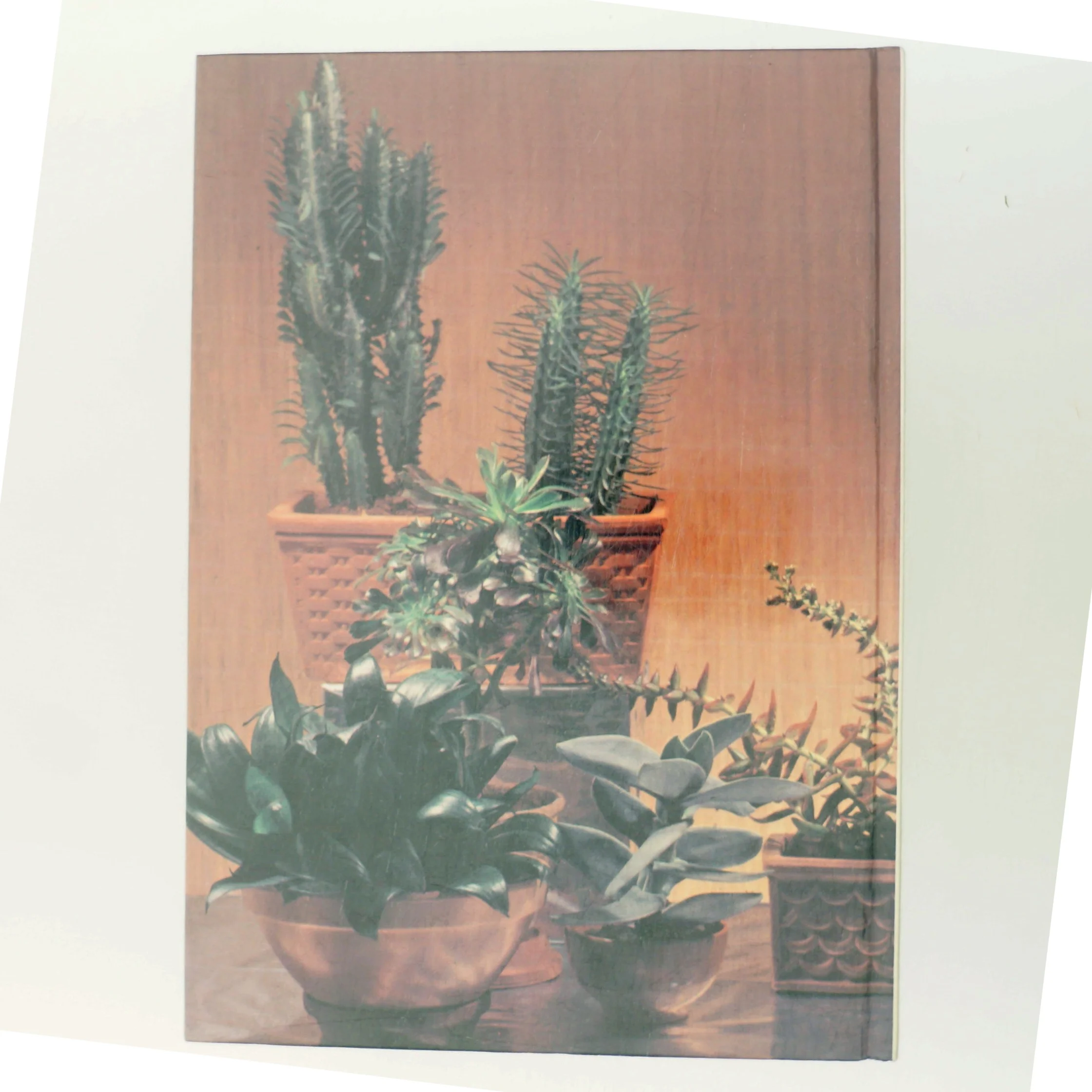 Sukkulenter af <Bogforfattere ikke oplyst> (Bog)