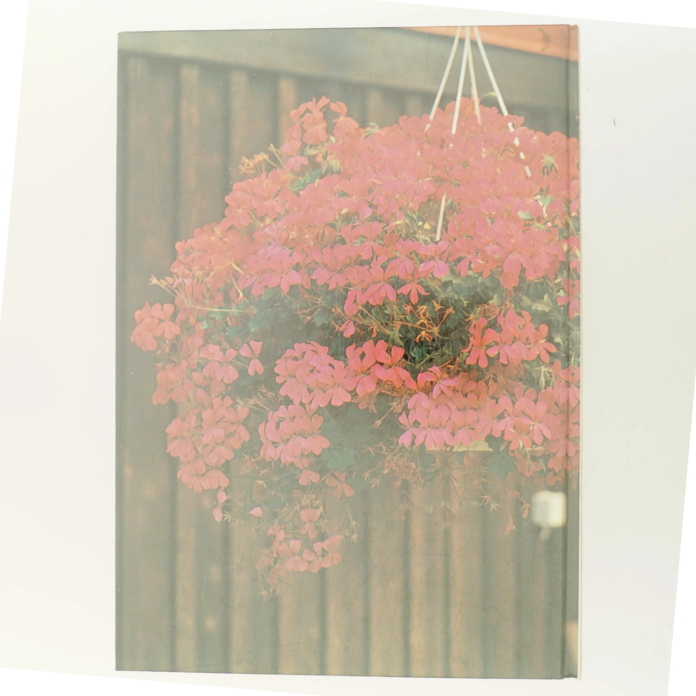 Sommerblomster (Bog)