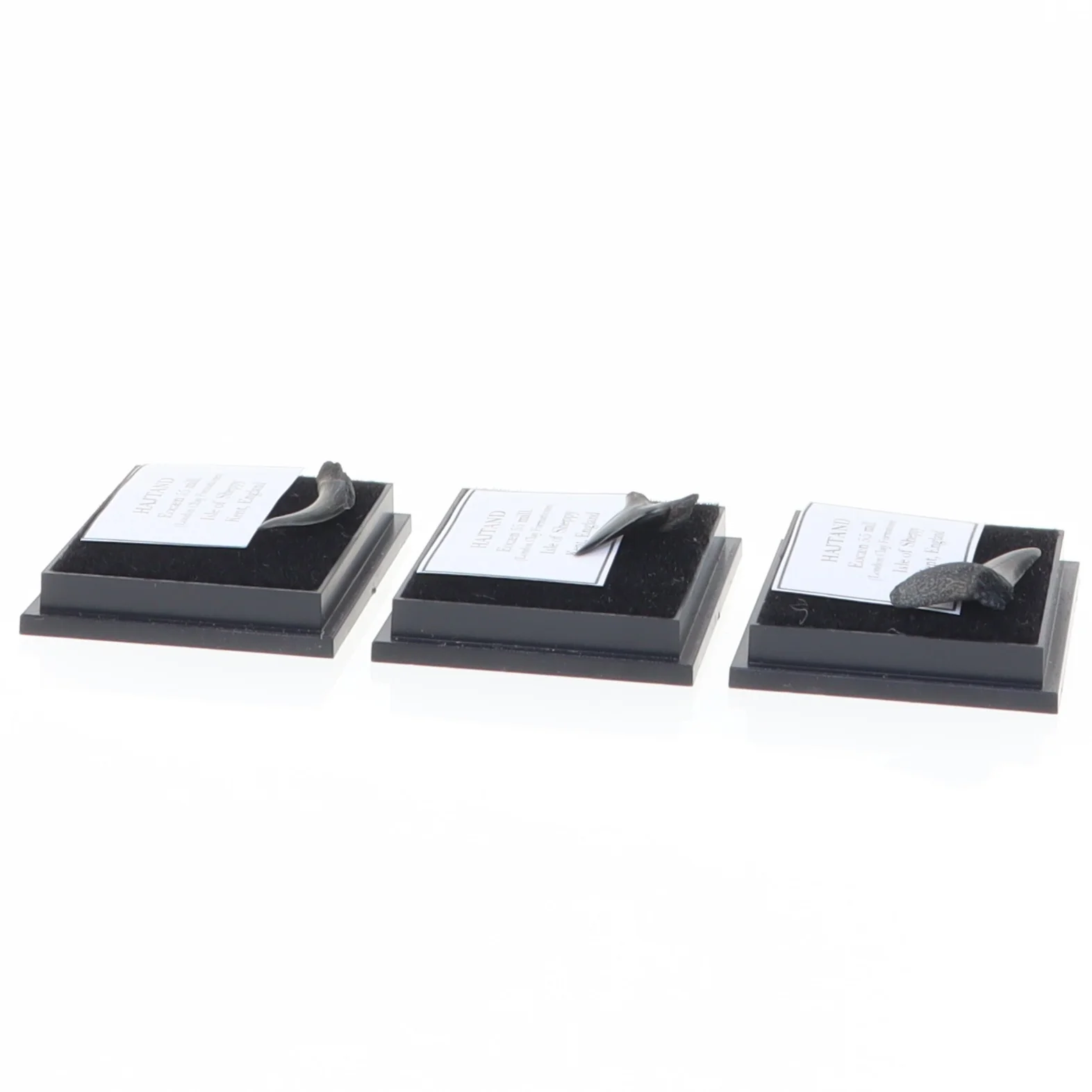 Fossile hajtænder (str. Aske 4 x 3,5 cm)