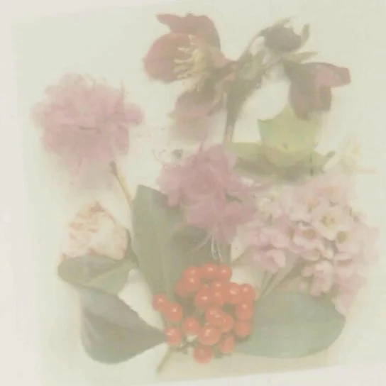 Plants for Shade af Roger Phillips (Bog)