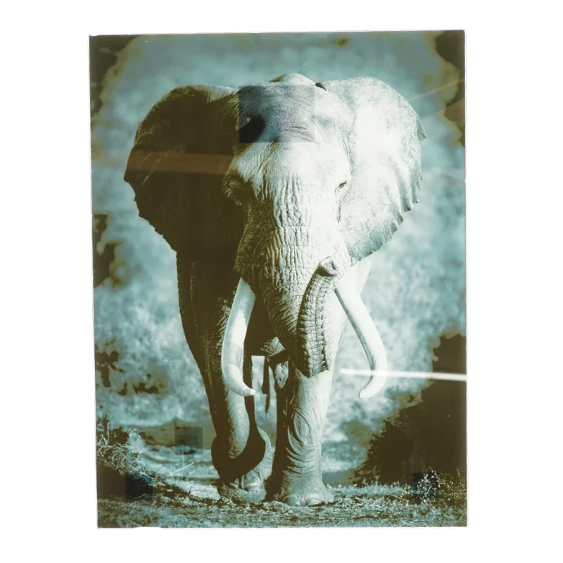 Glasramme med elefant billede (str. 54 x 41 cm)