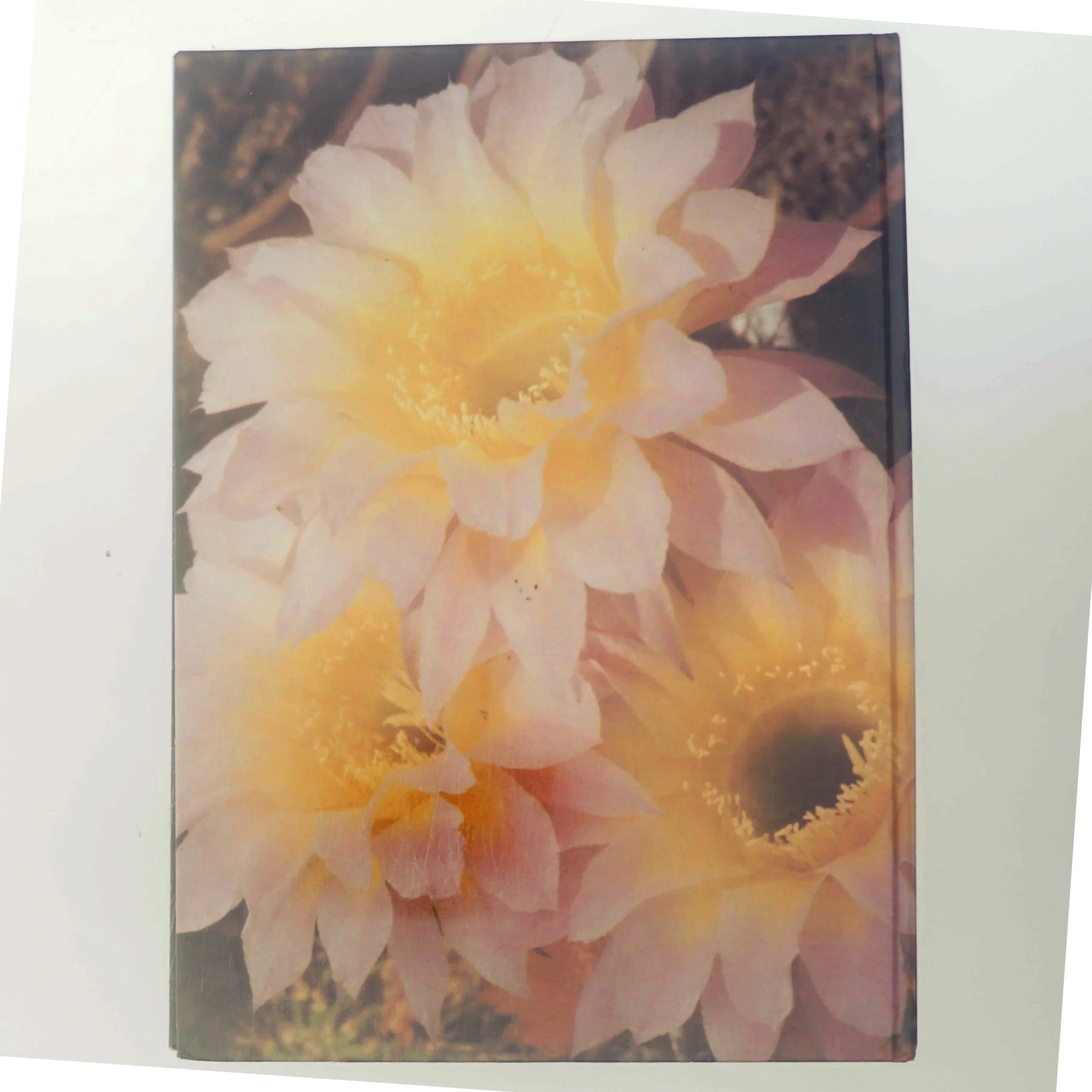 Kaktus af Ukendt (Bog)