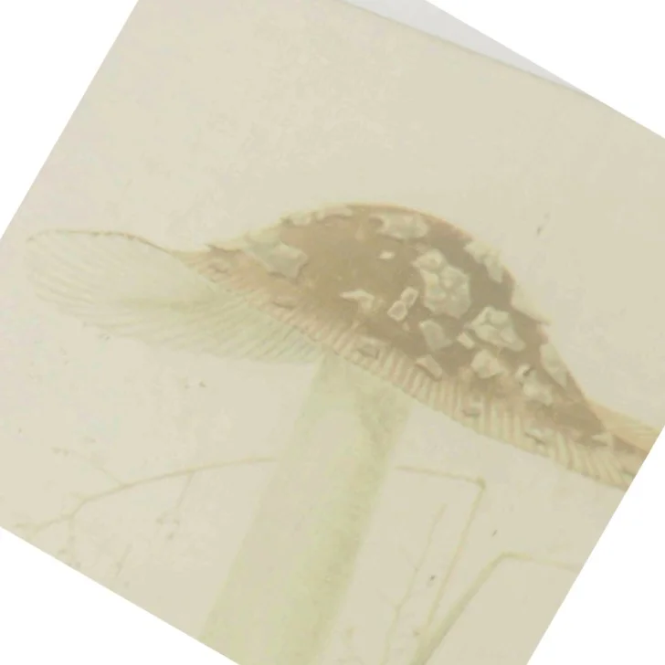 Illustreret Svampeflora af Jakob E. Lange (Bog)