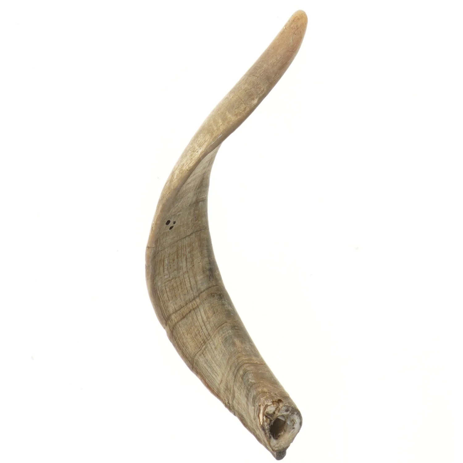 Naturlig horn dekoration (str. 30 cm)