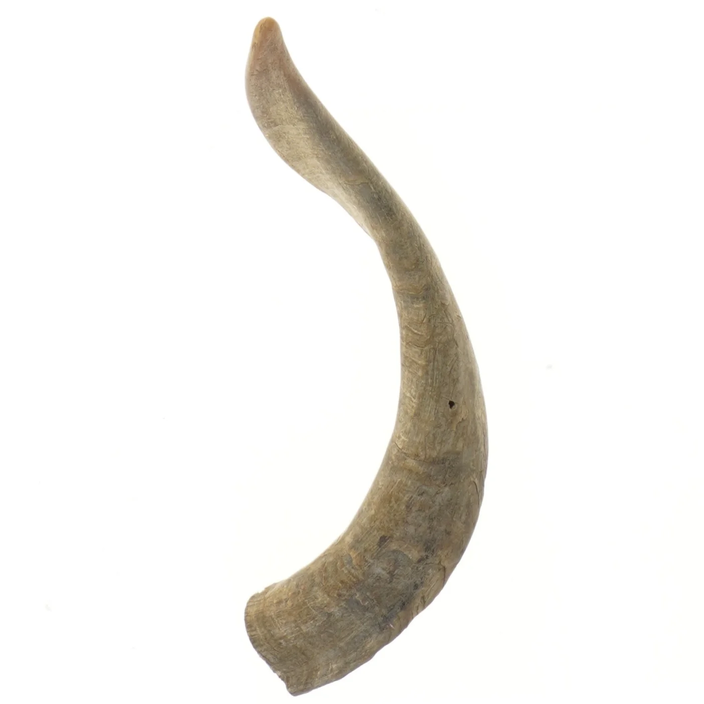 Naturlig horn dekoration (str. 30 cm)