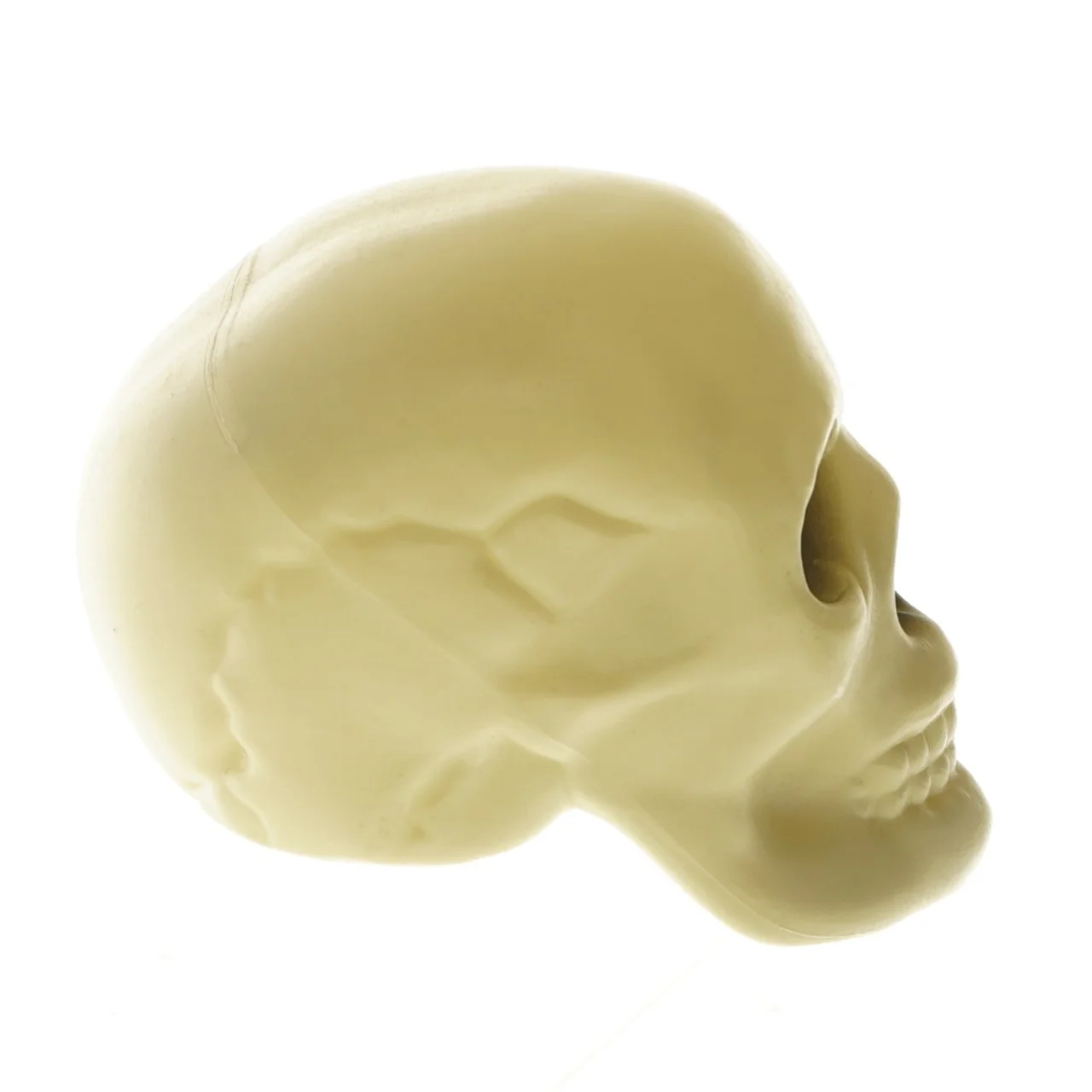 Kranium(str. 17,5 cm) (str. 17,5 cm)