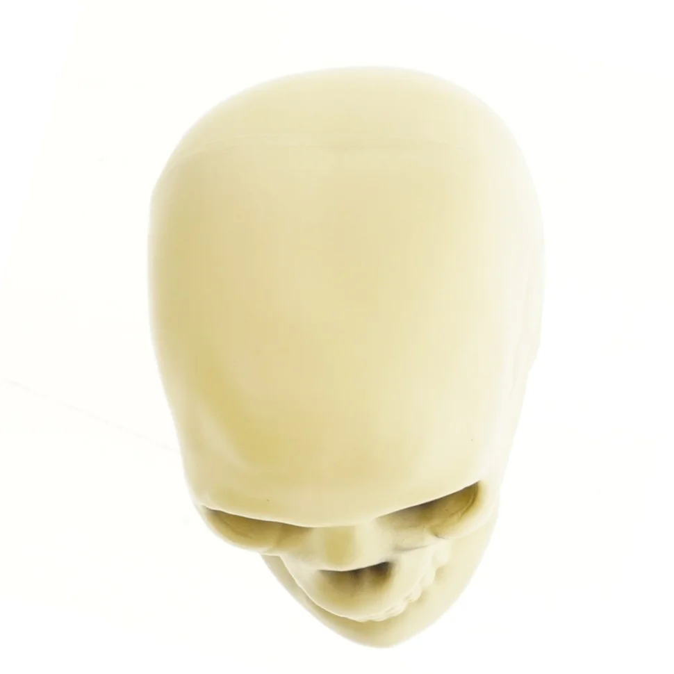 Kranium(str. 17,5 cm) (str. 17,5 cm)