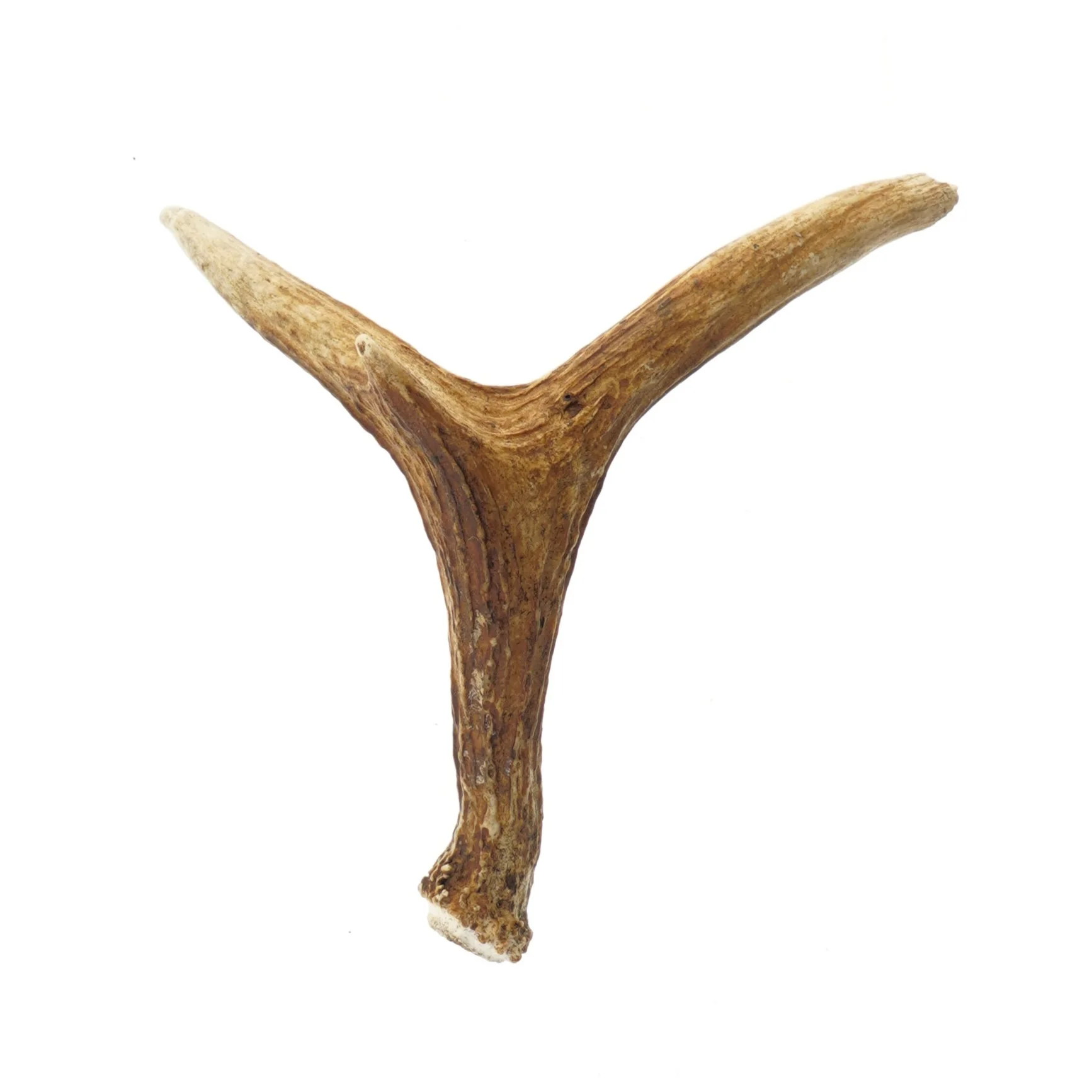 Hjortegevir dekoration (str. 33 cm)