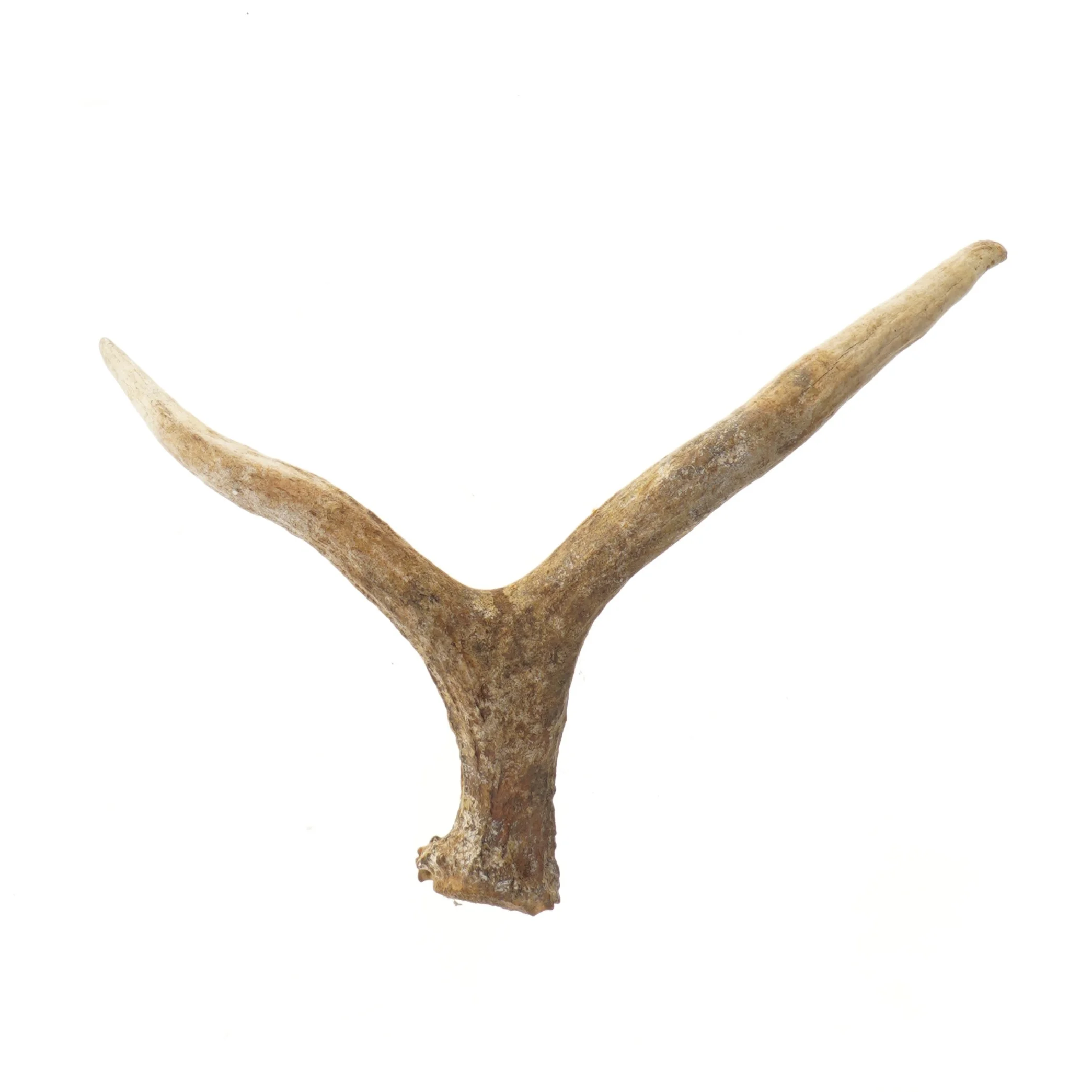 Hjortegevir dekoration (str. 33 cm)