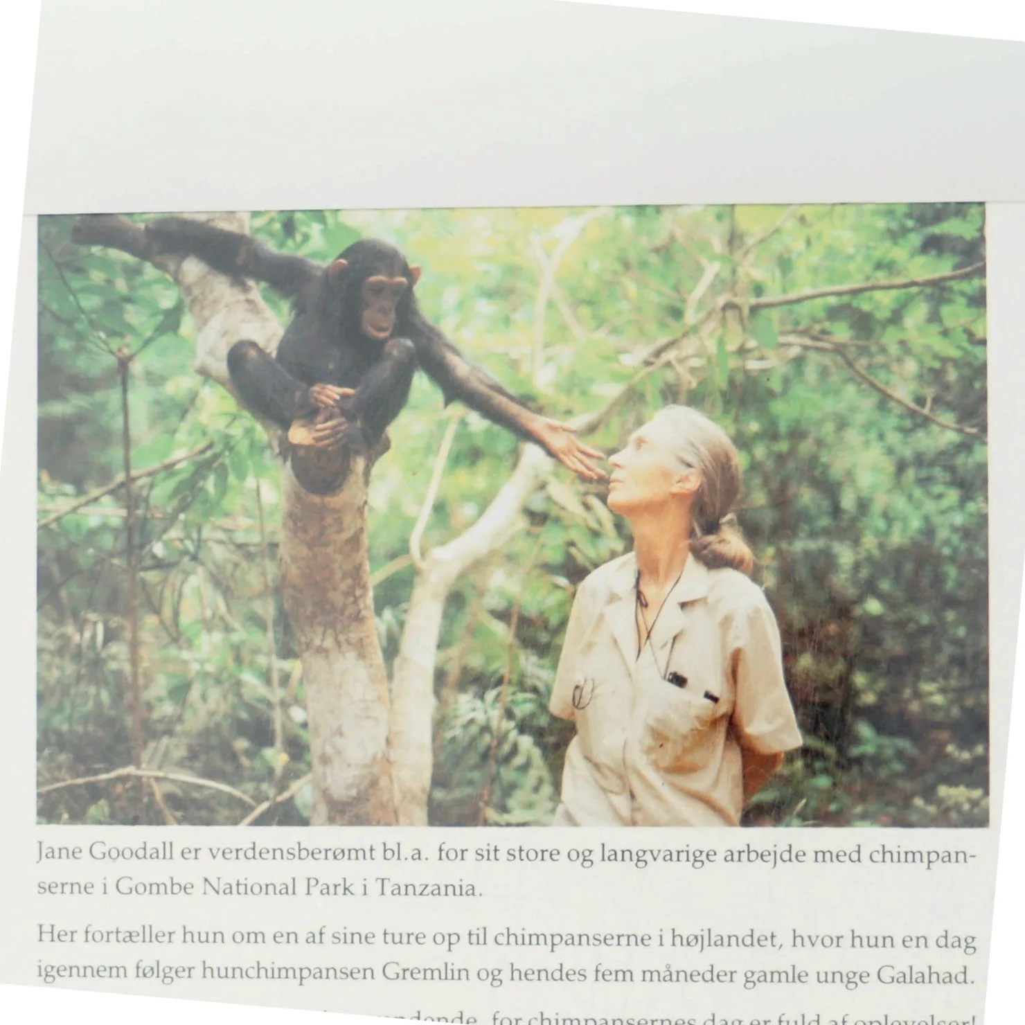 Chimpansefamilien af Jane Goodall (Bog)